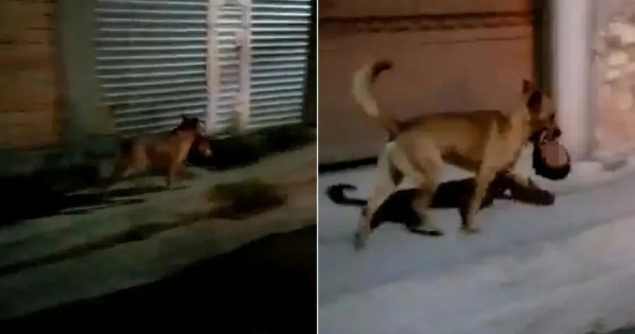 墨西哥一小镇发现59具尸体,墨西哥一小镇惊现59具尸