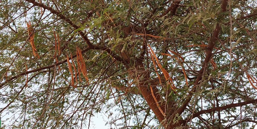 迪拜适合养什么植物,迪拜常见花草