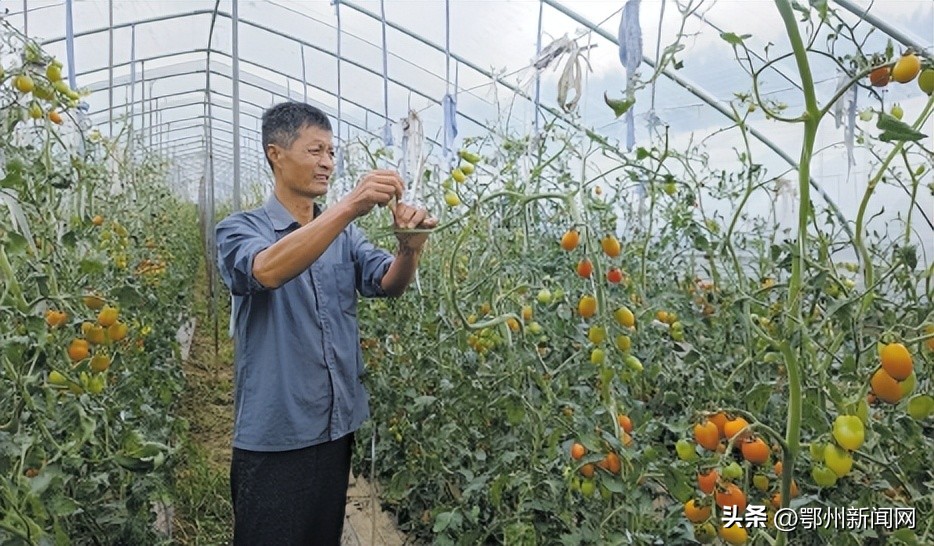深耕农村沃土激扬梦想,深耕为民沃土赋能乡村振兴