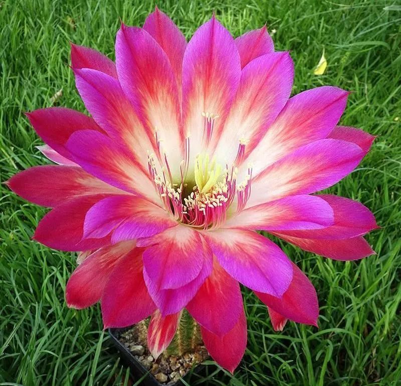 200种·仙人球开花图鉴，大开眼界，美到爆