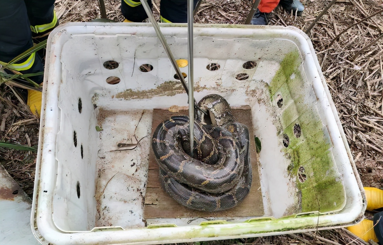 气温回升蛇出去,气温升高蛇的表现