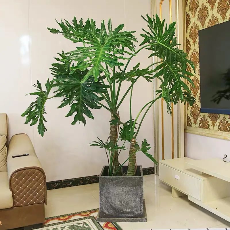 养花土的虫子怎么消灭最好,养花去除小虫子的妙招