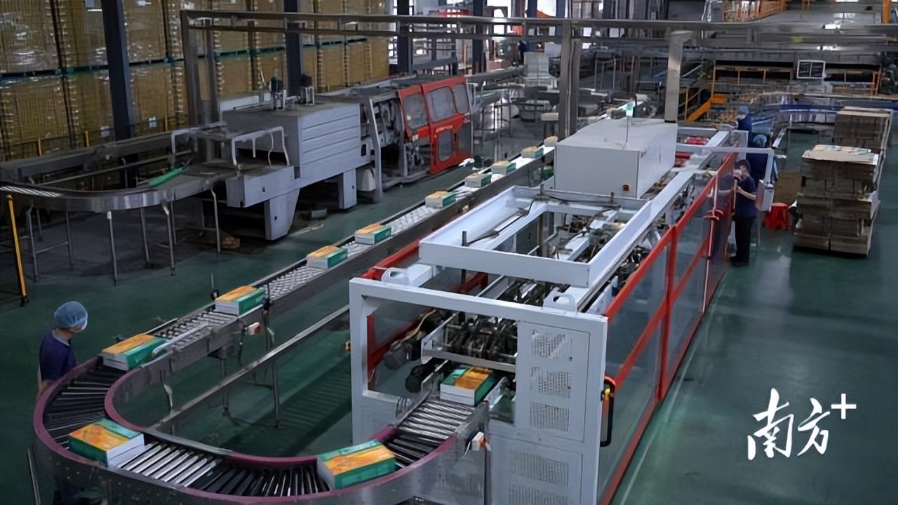 四会正宗沙糖桔是纯甜的吗,四会沙糖桔有没有籽