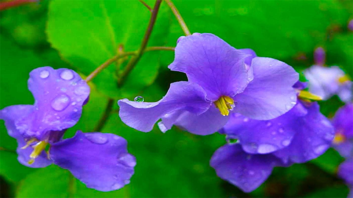 春情春思春景赏，春思春念春日长