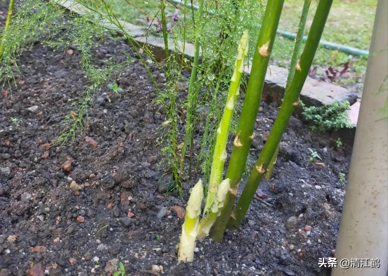 露笋高产吗,莴笋的种植方法和时间