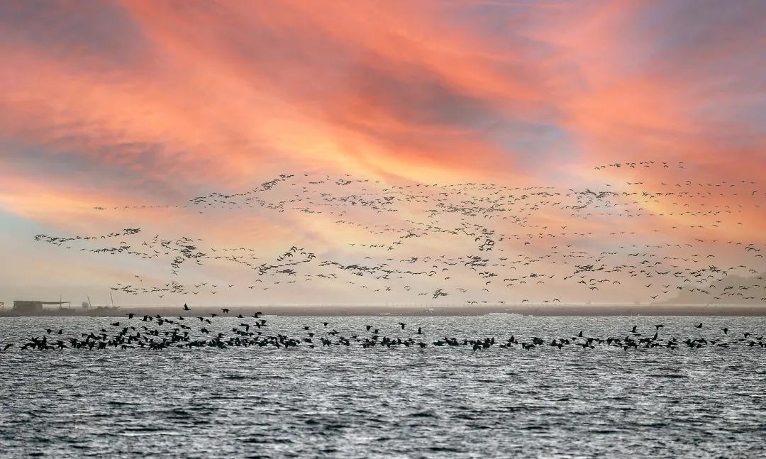 全国罕见！深圳湾公园引起轰动，只为一只鸭