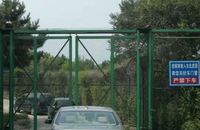 八达岭老虎咬人女子受伤情况,八达岭老虎伤人事件女毁容