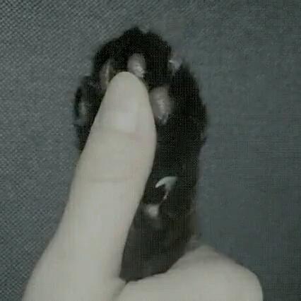 猫咪身上有个神奇的开关,猫咪身上的神秘开关