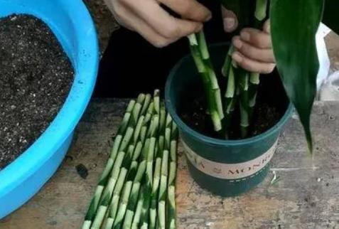 发财竹叶子黄怎么办,水培发财竹黄叶掉叶怎样补救冬天