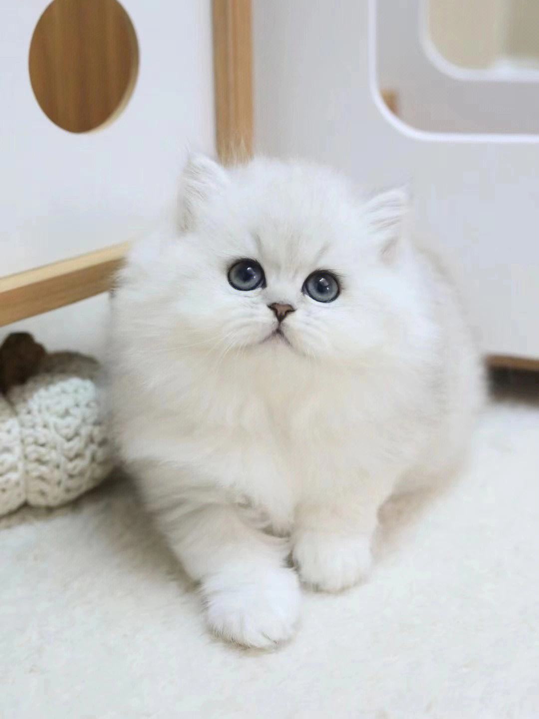 如何选择适合自己的一只猫,拥有一只猫你会获得什么呢