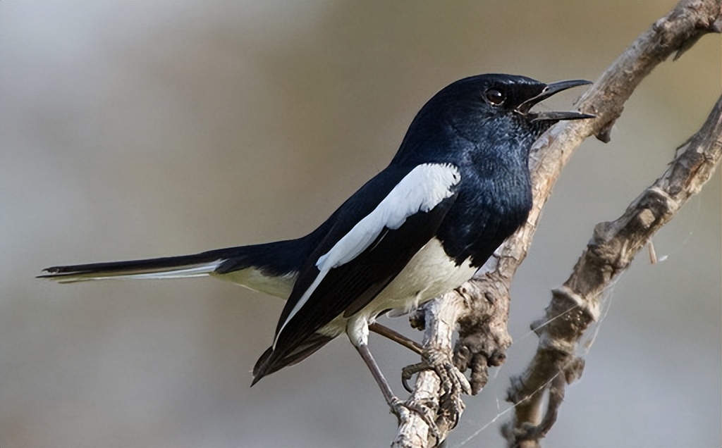 50张最佳鸟类摄影作品,鸟儿大全大图