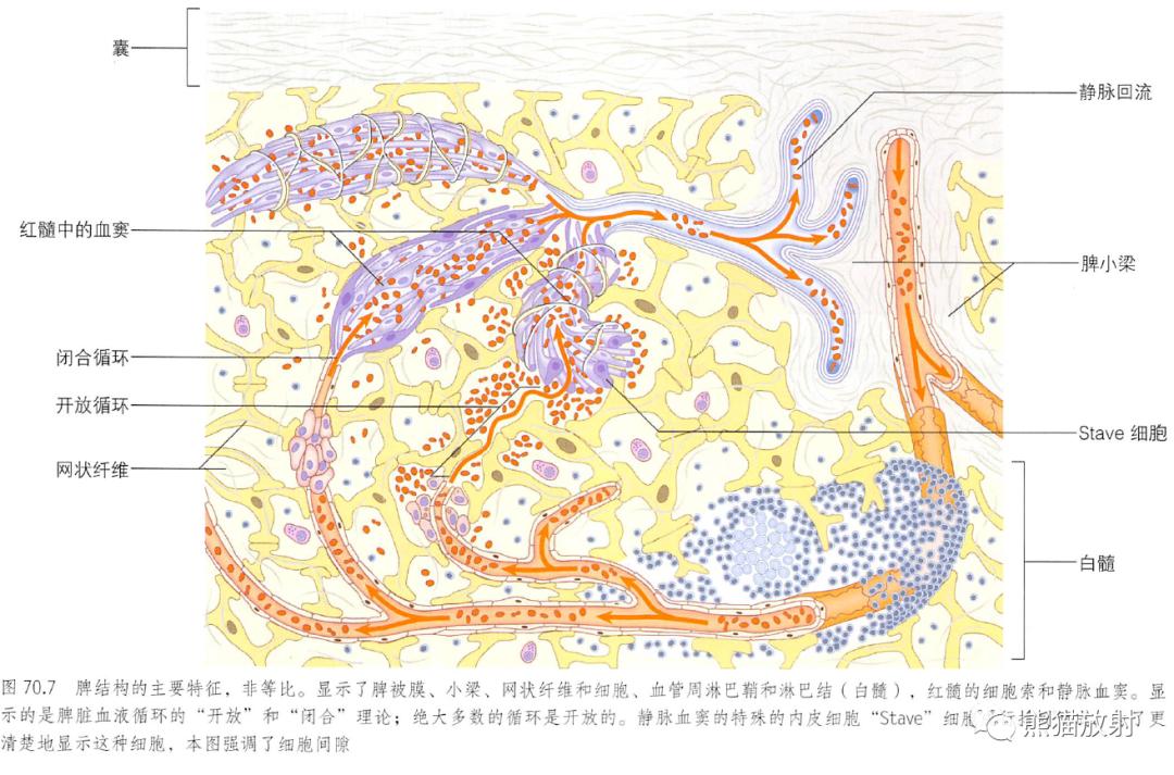 输尿管和髂血管解剖,脾胰解剖图