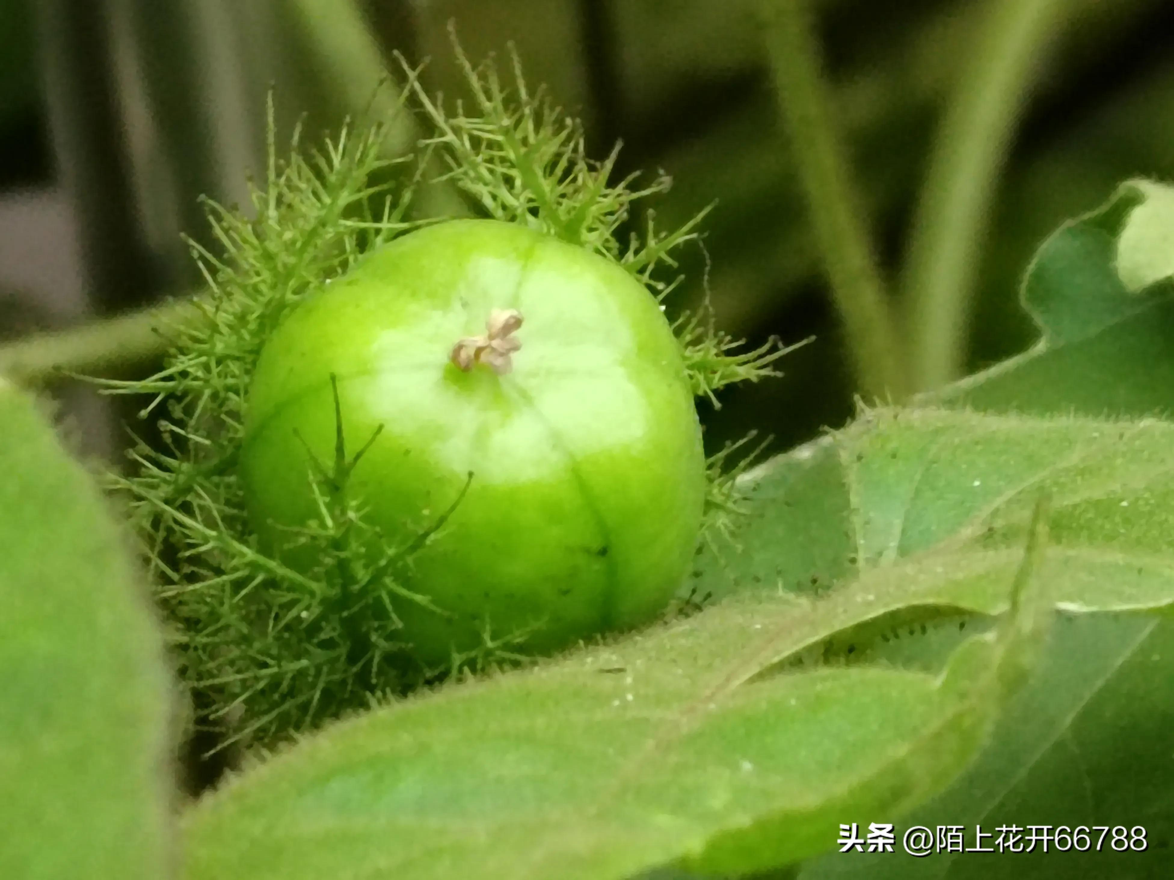 靠独特香味吸食昆虫的龙珠花精美绝伦，果实药用价值很高