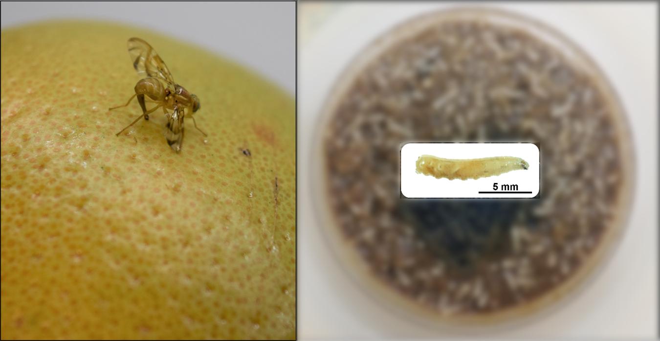 为啥身上会长蛆虫,人身上有蛆虫是什么原因