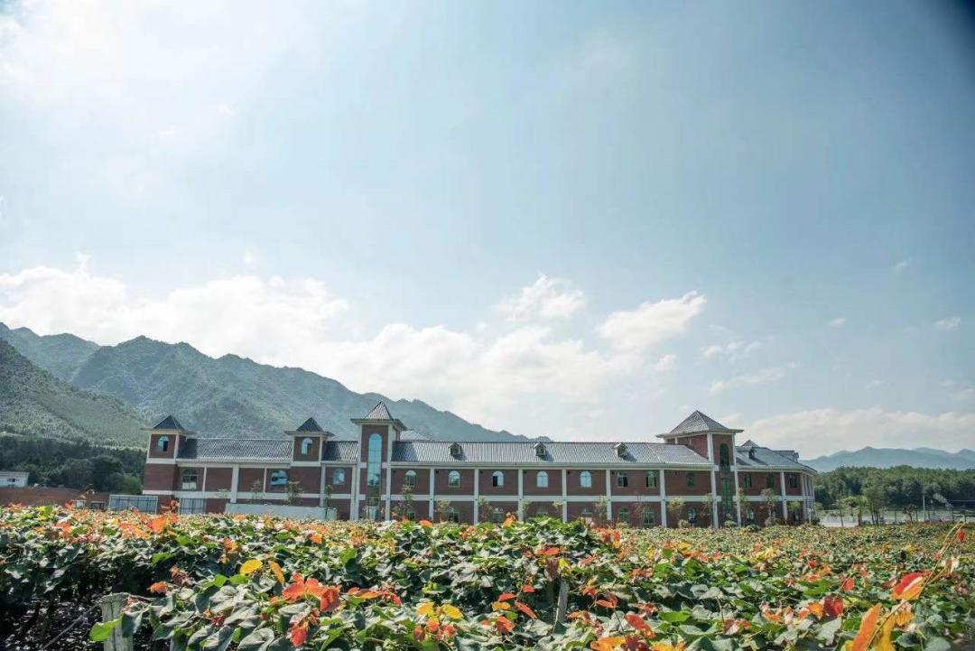 letsgo一周目图文攻略,letsgo图鉴攻略