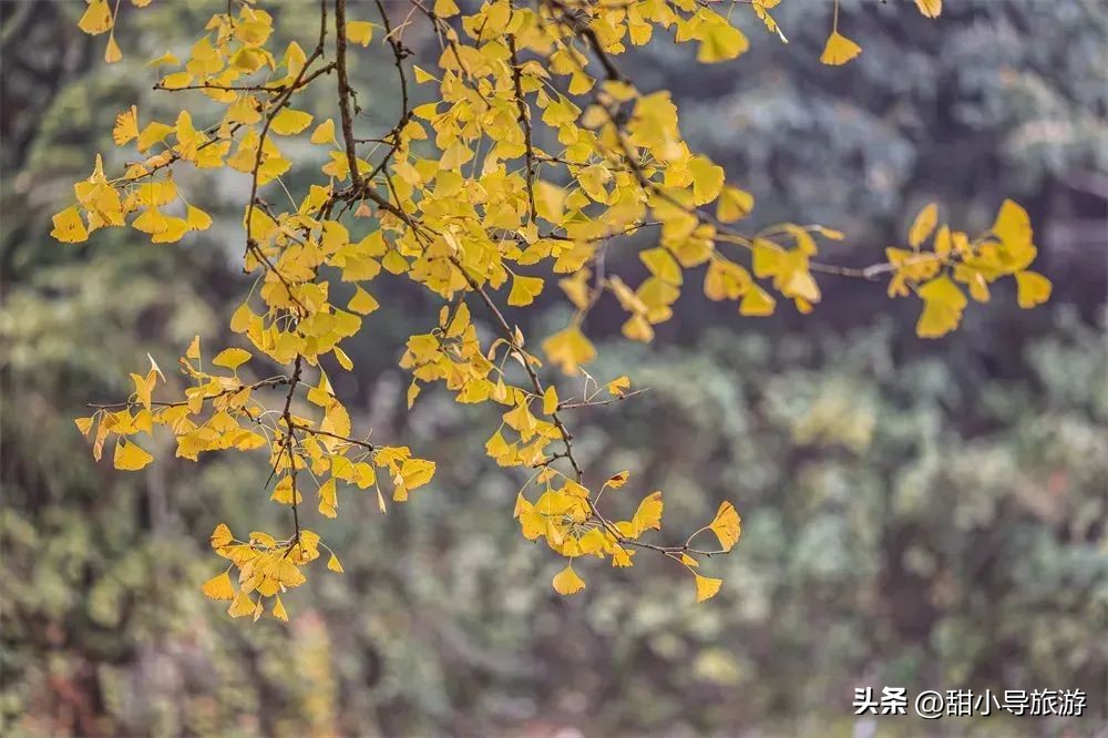 千年老银杏树下,千年银杏树之下