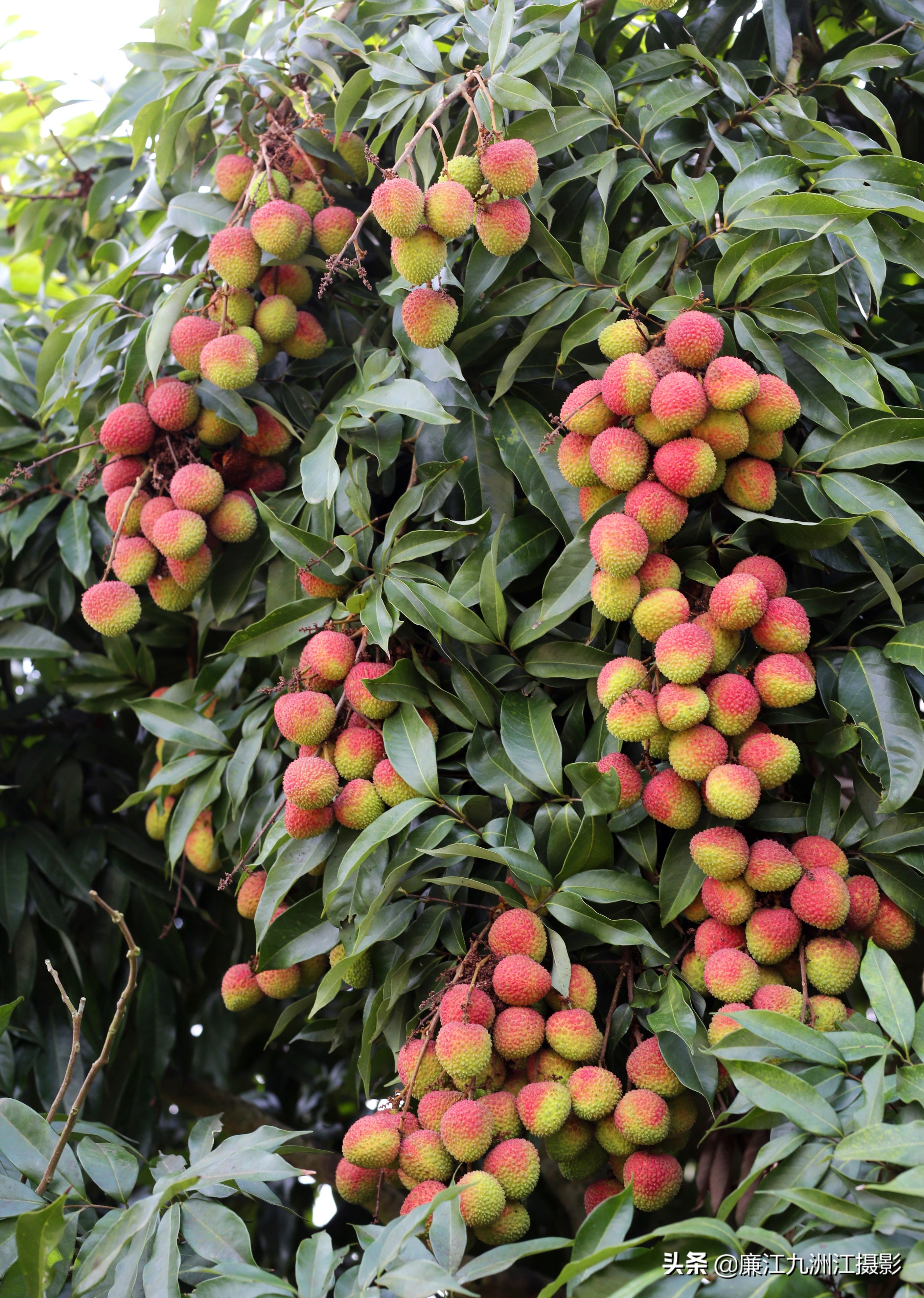 廉江吉水绿之源合作社,廉江市绿之渌分拣中心