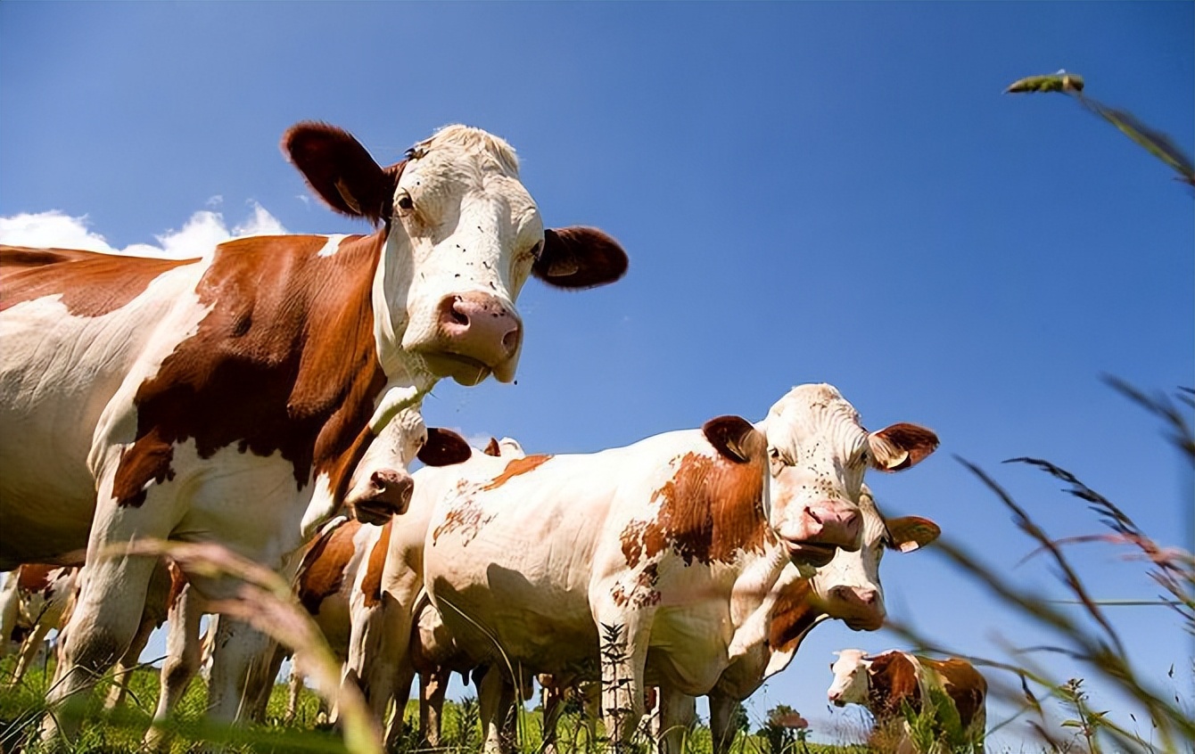 技术分享|规模化母牛养殖场繁殖成活率提升的技术措施研究