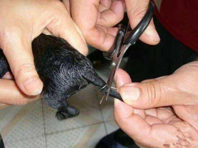 狗狗断甲是不是虐狗,狗狗为何要断尾