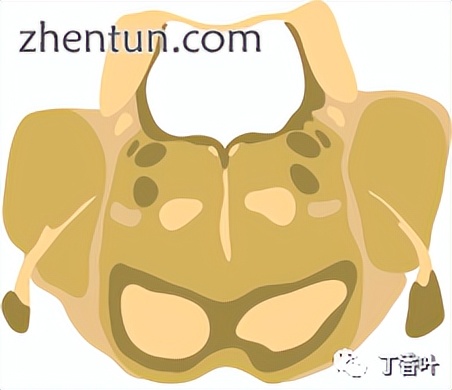 脑干的功能主要是什么作用,脑干控制人的什么功能