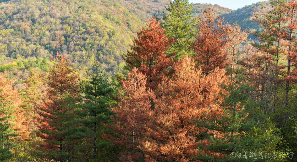巫溪红叶自驾游,巫溪红池坝云中花海景点讲解
