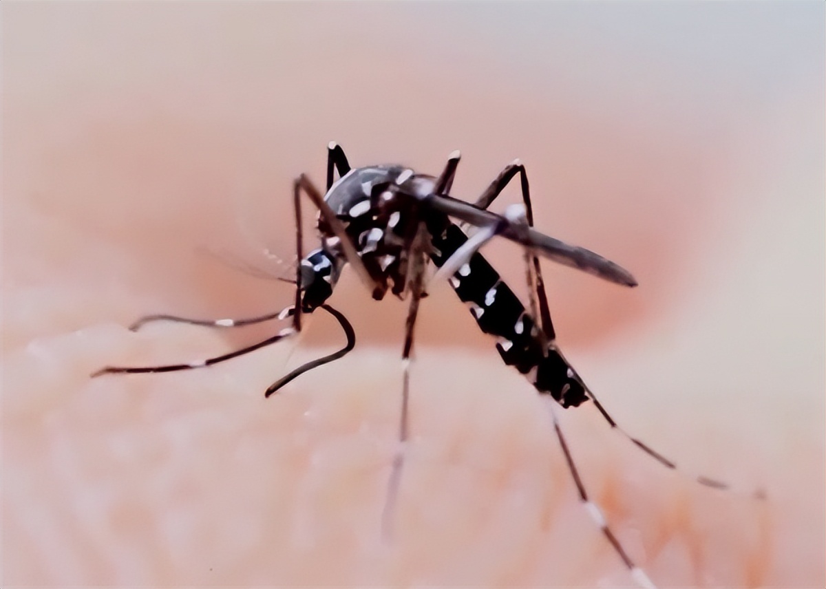 夏天蝇蚊特别多,今年蚊蝇为啥少了
