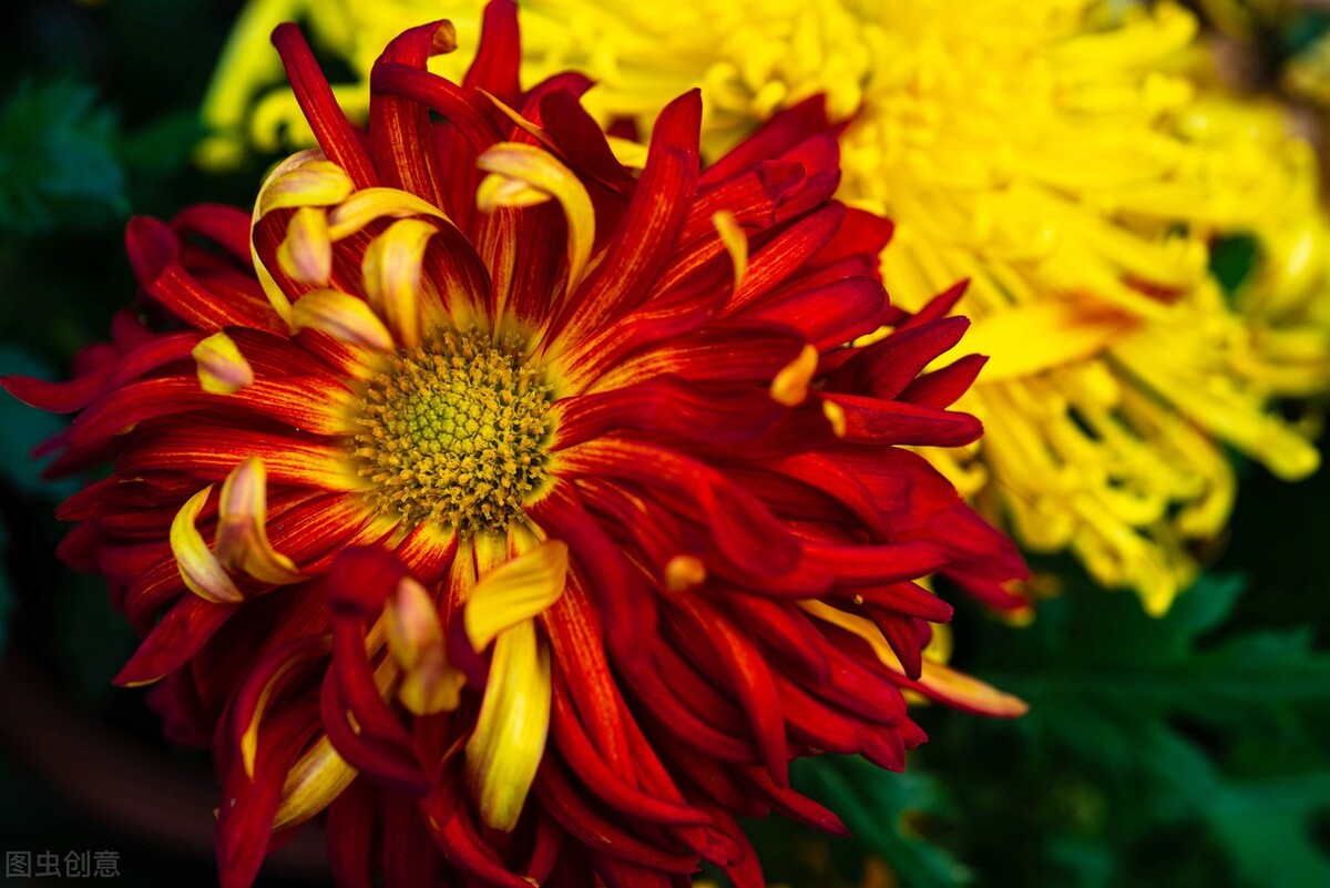 农历十二月中各月的代表花,十二个时辰对应的花