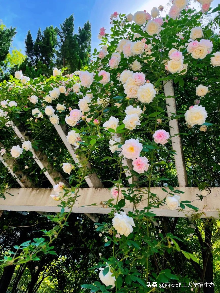 高校绿色学校创建工作总结,绿色学校创建行动方案四川高校