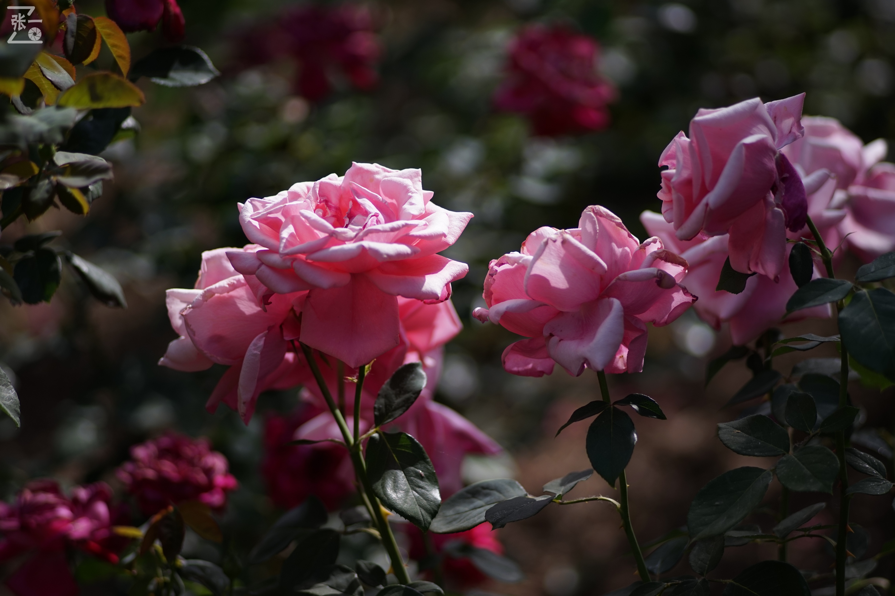 蔡司sonnar50毫米,蔡司sonnar镜头生产年份