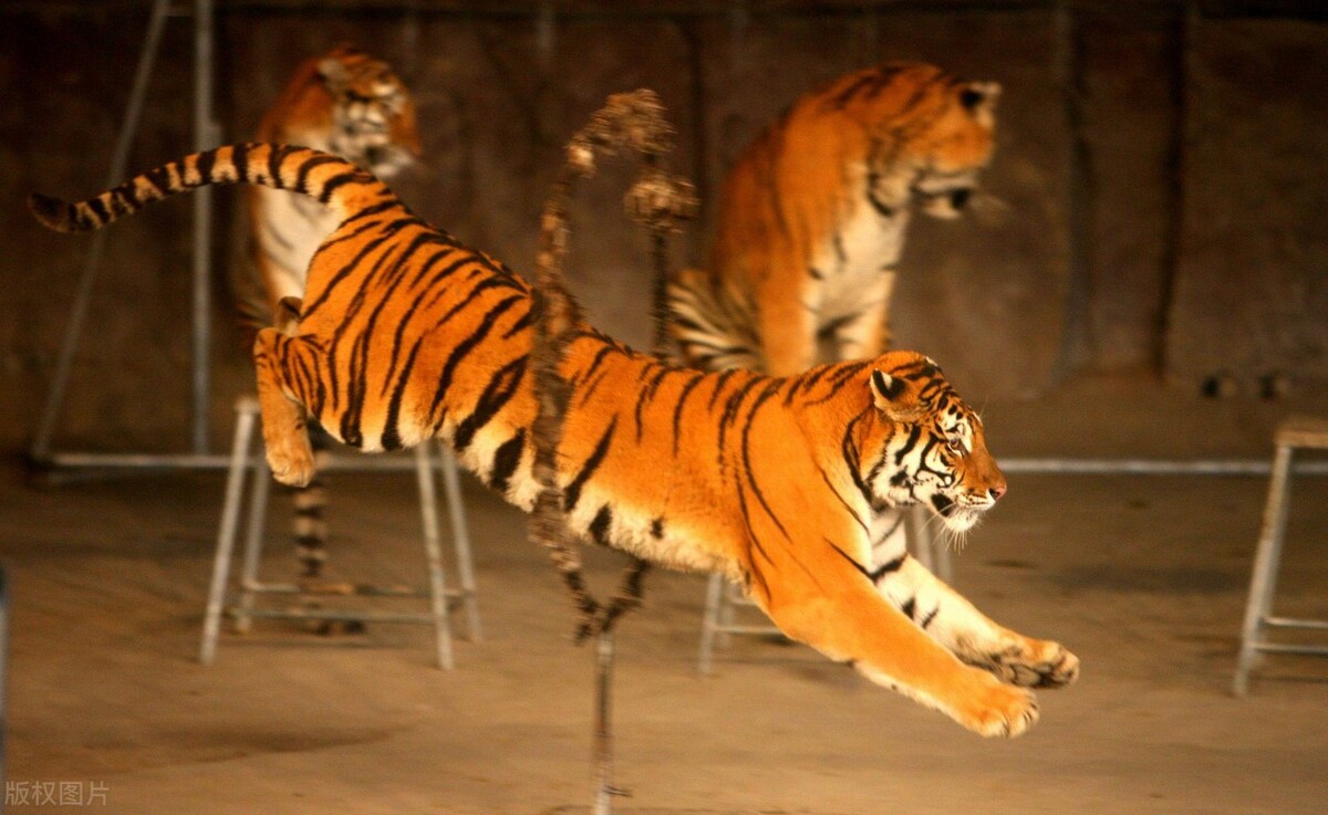 散文诗我和冬天有个约会,春节有关的散文诗