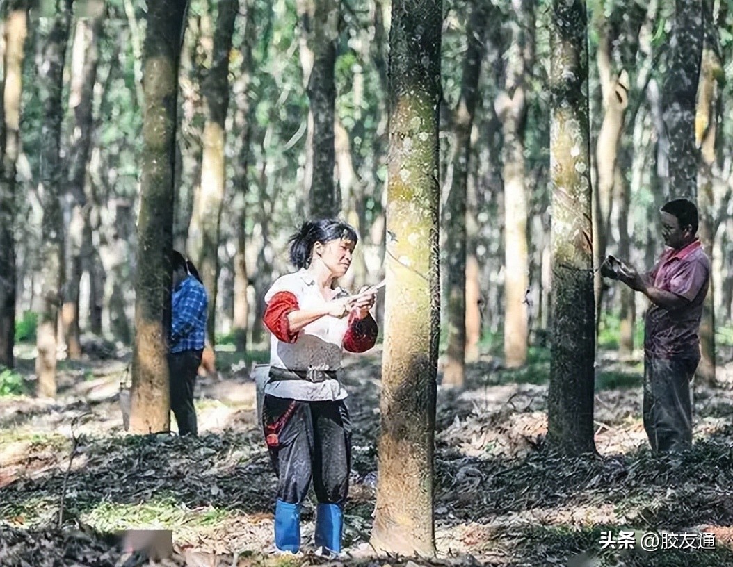 印度橡胶树,橡胶树国外种植