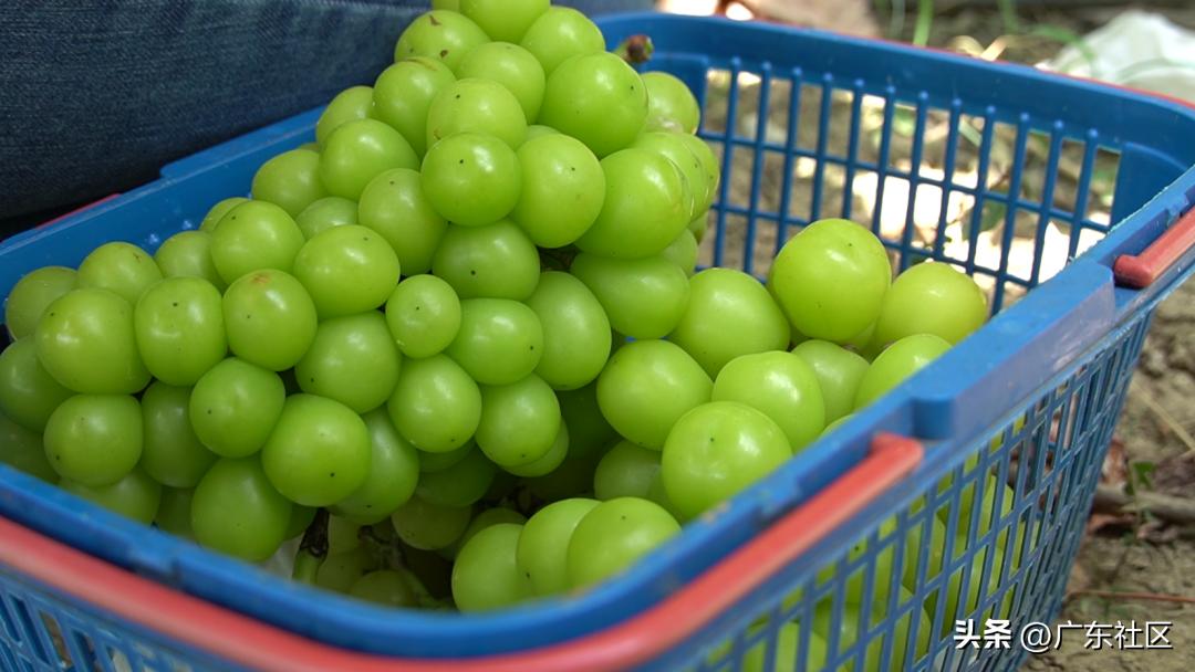 乡村休闲精品在江门：这里藏着个“世外萄园”，快来趣味游园摘果
