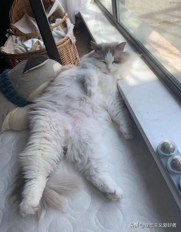 “葛优躺”侵权官司几乎全胜,葛优躺侵权律师解释