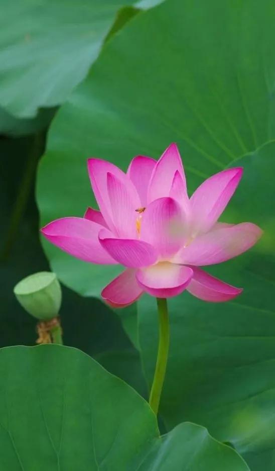 漂亮美丽的荷花壁纸,雨中荷花壁纸荣盛城