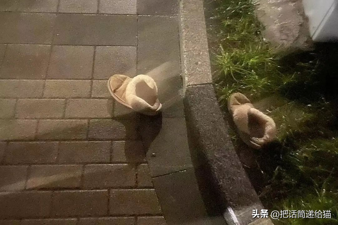 江苏偷猫事件,偷猫人被抓新闻