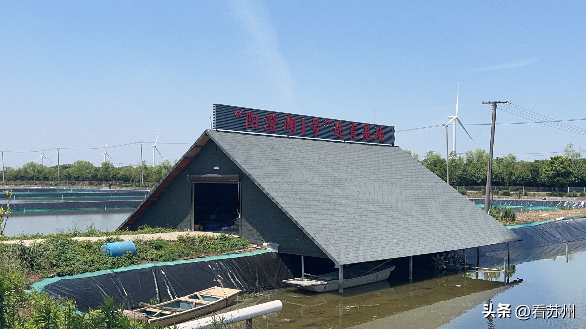 阳澄湖蟹苗新消息,阳澄湖蟹今天最新消息