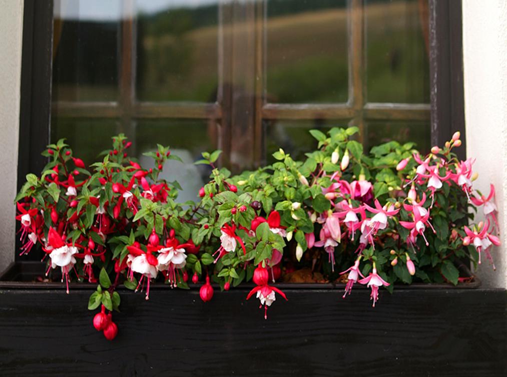 家里光照不足养的花,家里光照不足养什么植物