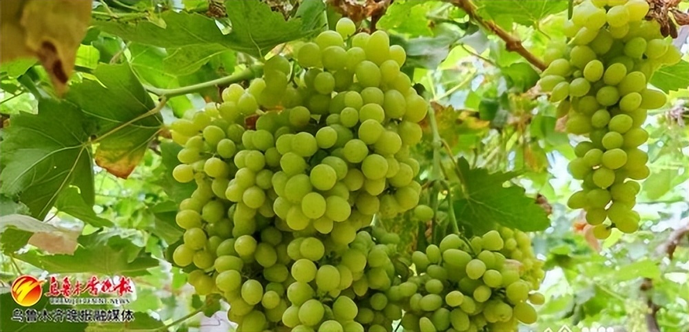 疆字号农产品,疆字号农产品热销全国