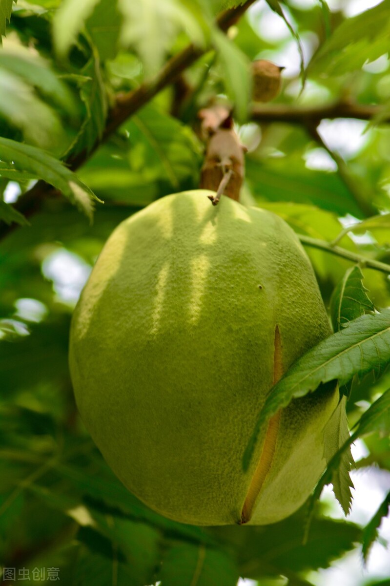 江西文冠果,文冠果是野生的吗