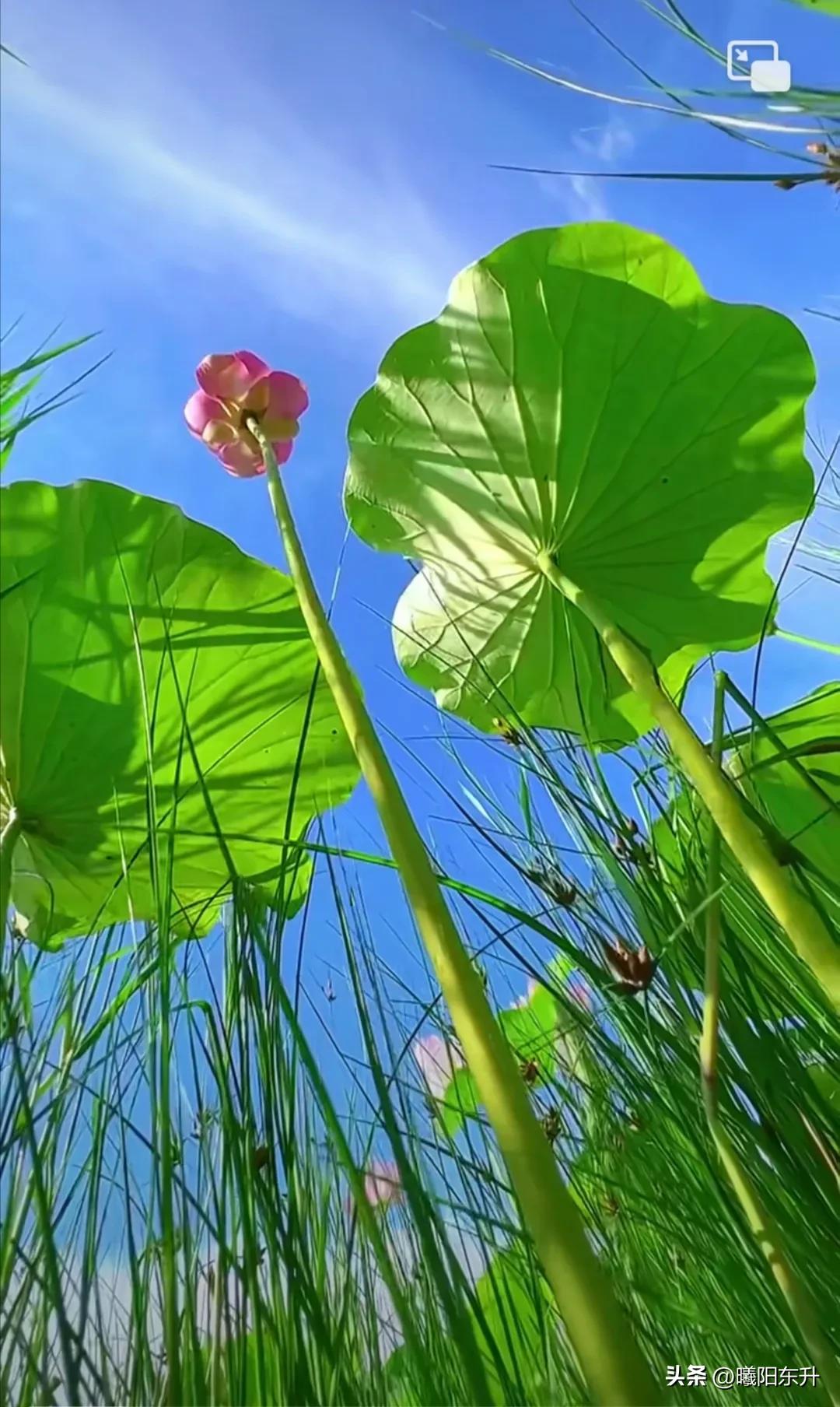 为什么手机号码会莫名其妙被停用,vivo账号手机号已经停用了怎么办