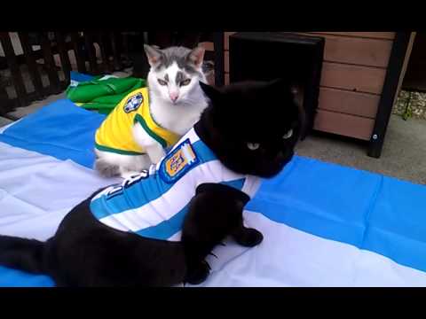 英阿马岛主权之争中方立场：英方有什么好大惊小怪的？