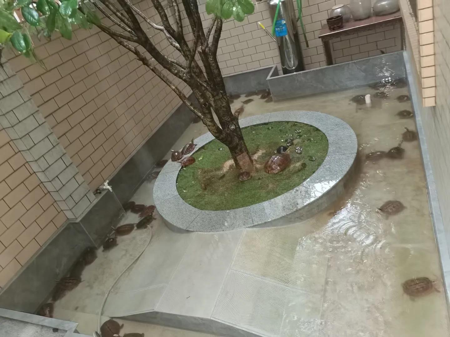 三线金钱龟幼苗价格,海南小金钱龟50克价格