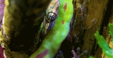 在卧室造一片弱肉强食的危险雨林，会打雷还真的会下雨