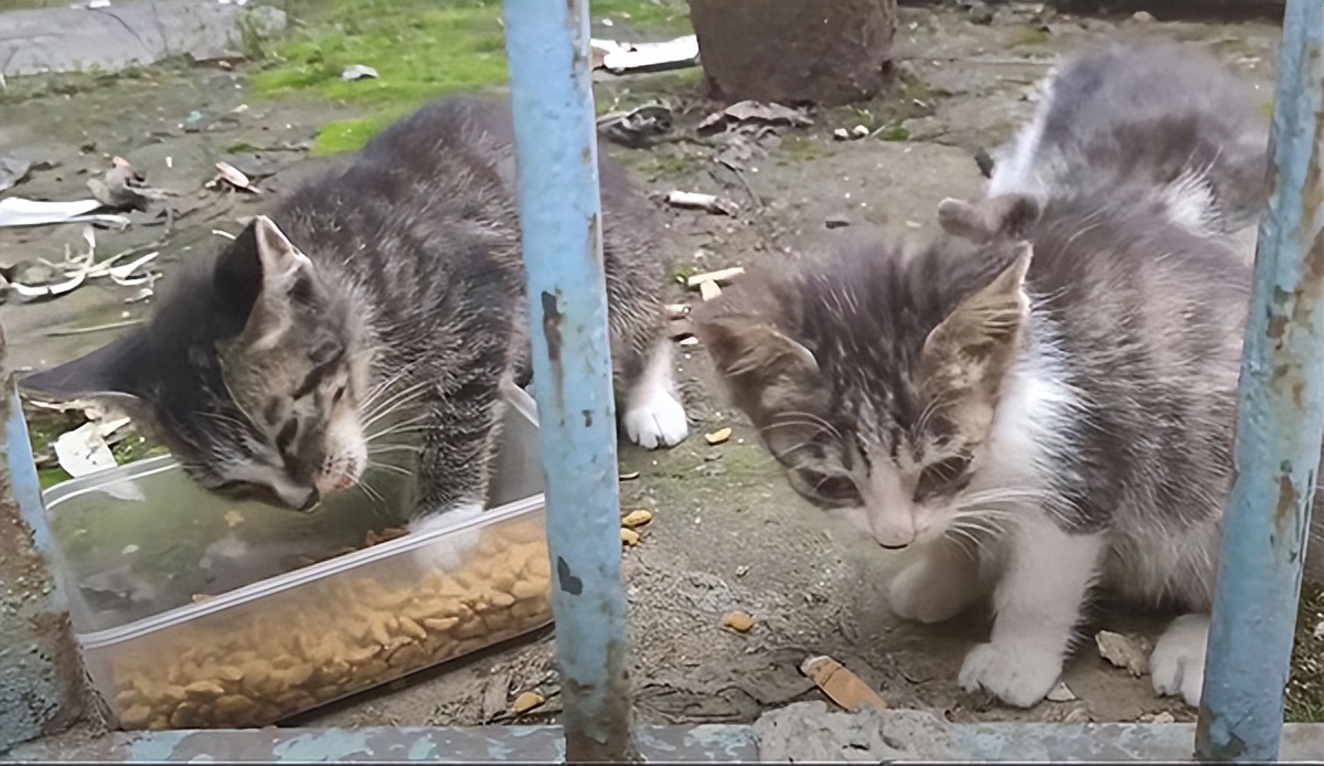 猫咪走丢了最快找回方法,猫咪走丢了怎么快速找回