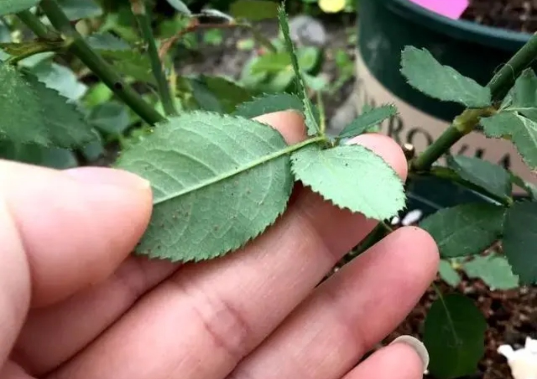 花卉的小黑虫怎么除掉,花卉小虫子怎么治