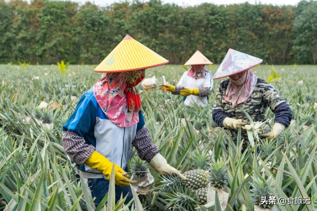 甜脆金钻凤梨,纯甜金钻凤梨菠萝
