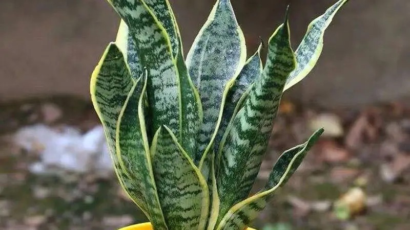 现代装修适合摆放哪些花,装修好屋里摆放什么花