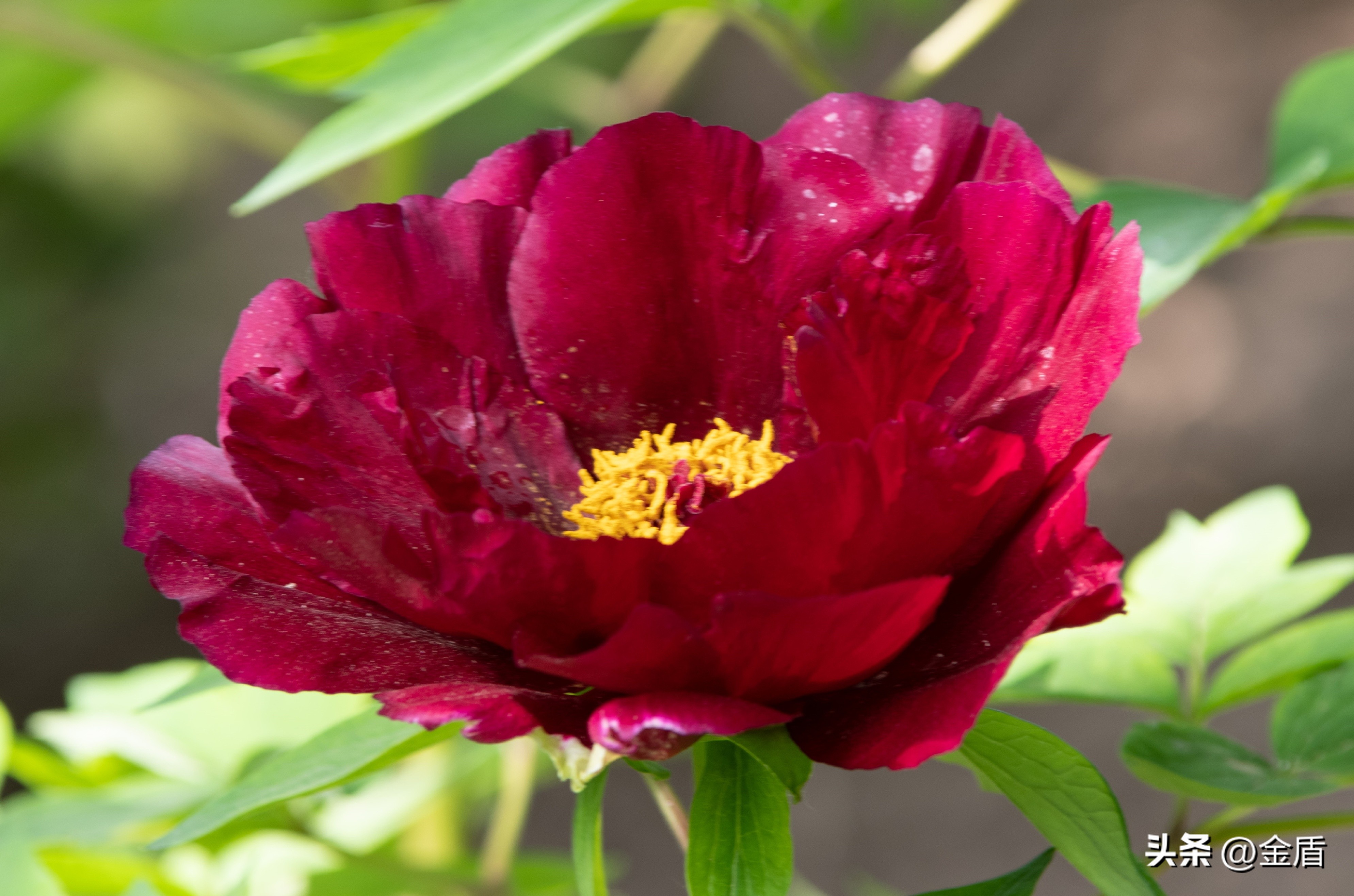 牡丹放在人面前人们会说雍容华贵,雍容华贵的国之牡丹惊艳了世界