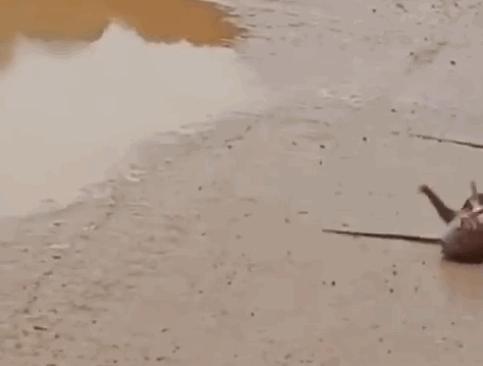 为什么黄鼠狼被称为黄大仙不能杀,家门口的黄鼠狼能打吗