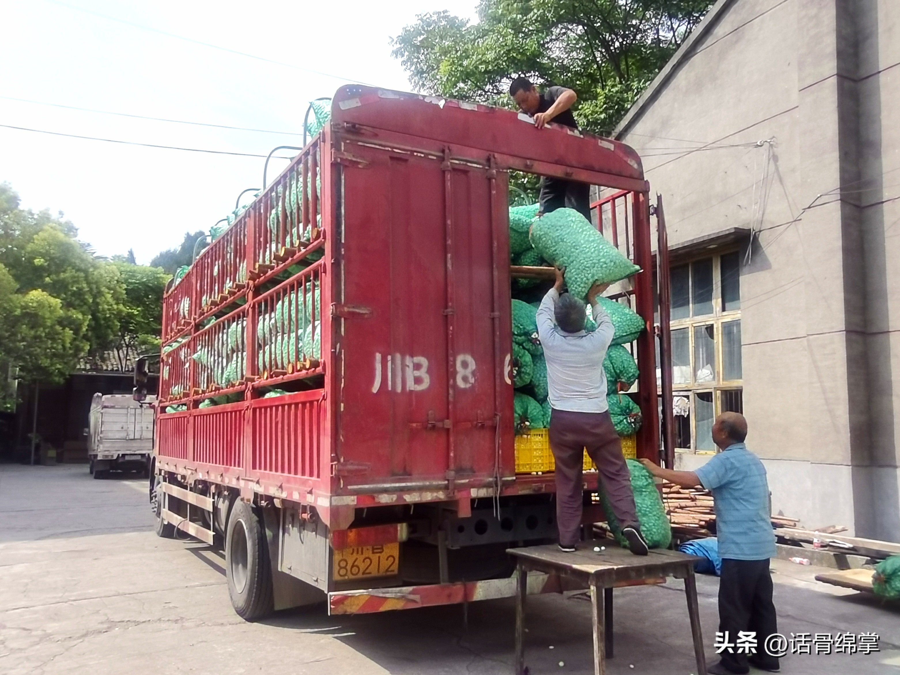 小春蚕结出“致富茧”蚕农增收有“丝”路